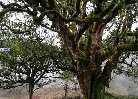 探寻珍稀天月92年野生大叶普洱茶的独特魅力