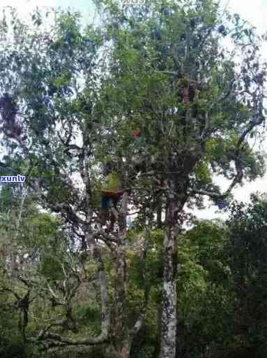 纯正古树普洱茶价格探秘：品质与产地的双重影响