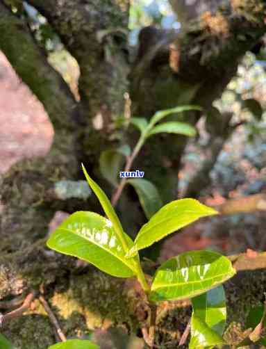 2021年：古树茶价格飙升，最贵普洱茶易武新贵多一树崭露头角