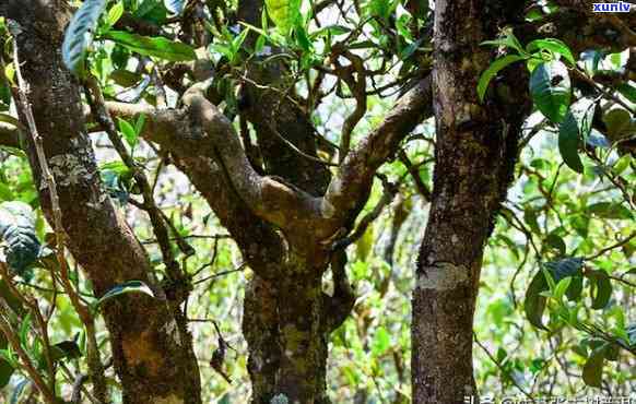 探索普洱生茶古树茶：价格与价值的紧密联系