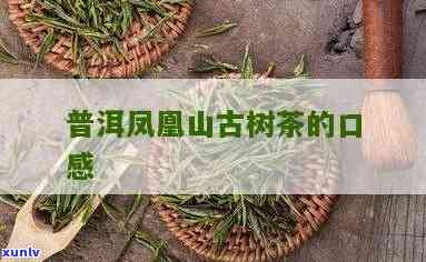 凤凰山普洱茶的口感特点与价格及茶区分布