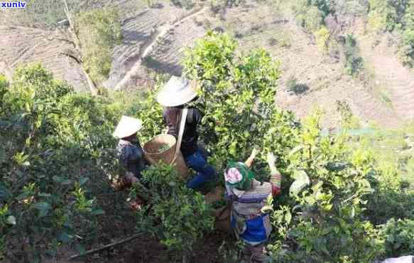 勐库茶区：东半山与西半山的普洱茶划分及特色