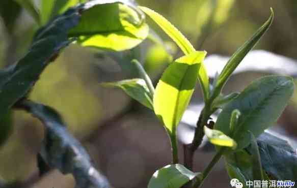 普洱茶西半山茶叶特点：勐库产地东半山与西半山之分