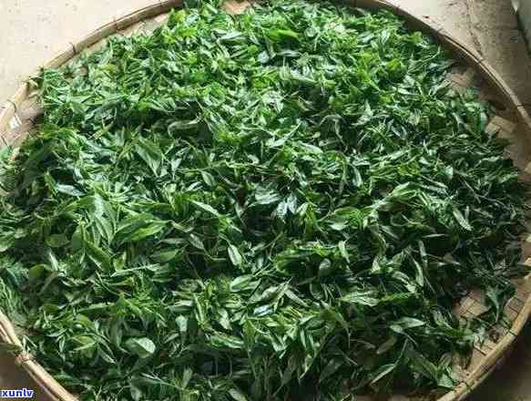 南糯山普洱熟茶饼市场价格解析：品质与价值评估-南糯山普洱茶价位