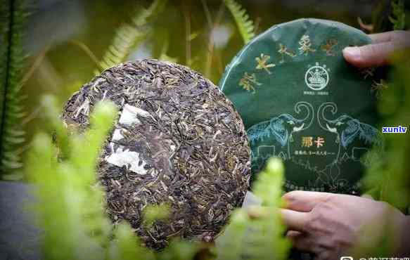 普洱小班章茶：神秘之茶，风味独特