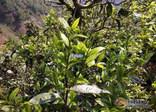 普洱大叶茶价格：云南产地茶叶多少钱一斤及图片信息