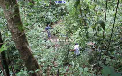 2021年老班章春茶价格与古树茶区别：探秘春茶行情