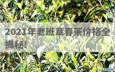 2021年老班章春茶价格与古树茶区别：探秘春茶行情