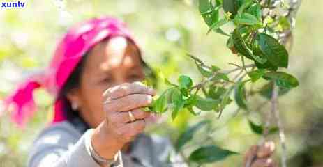 探寻2018年班章茶王：古树茶香的传奇故事