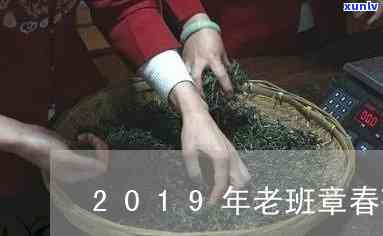 探索2019年老班章春茶的价位与价值