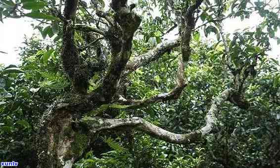 老班章春茶价格、口感及其与秋茶、古树茶的区别