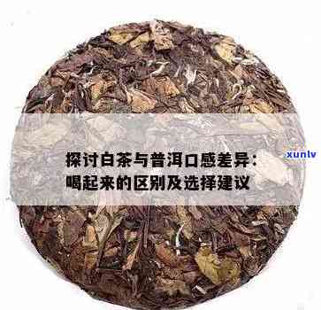 白茶跟普洱哪个好喝？全面对比分析两款茶饮口感与特点