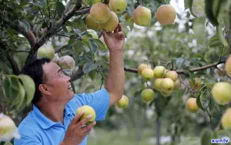 深入了解：玉露香梨品种的优势与特点