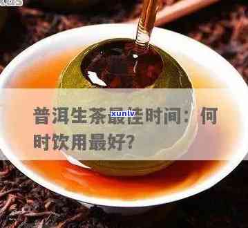 普洱生茶多长时间能喝：饮用时间与频率解析