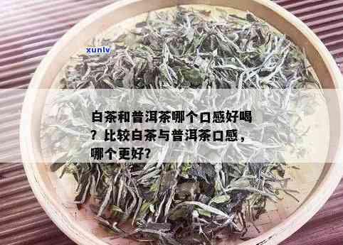 普洱与白茶：哪一款茶饮更受欢迎？