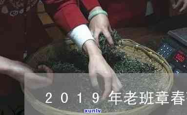 探索老班章：2019年春茶价格揭秘