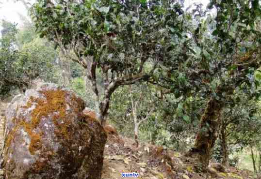 老班章春茶好吗？2019至2021年老班章春茶与古树茶价格比较