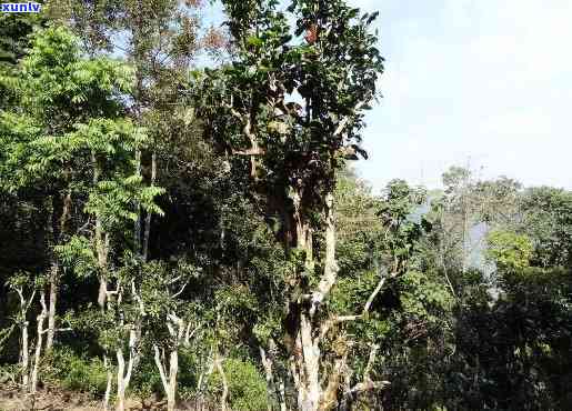 巴达山熟普洱茶特点古树茶：产区、受欢迎度与价格解析