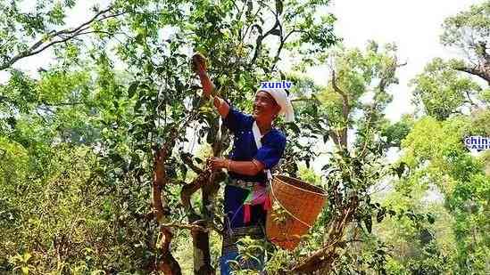 探寻布朗山老班章古树茶：品味千年茶文化的瑰宝