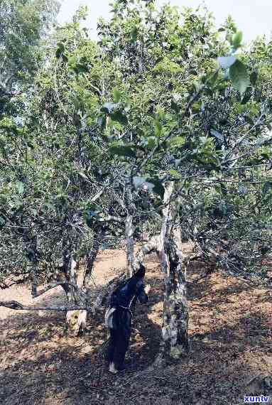 班章普洱：源自西双版纳勐海县的茶山瑰宝