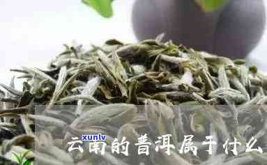 云南普洱茶属于什么茶类