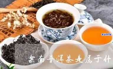 云南普洱茶属于什么茶类