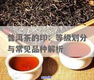 普洱茶印级茶等级划分及其品鉴标准详解