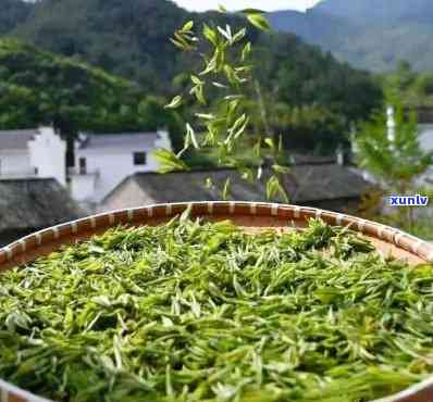 探究云丝茶之源：详解这一独特茶叶的风采