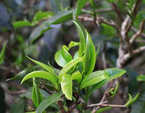 普洱生芽属于什么茶类？揭秘普洱茶的特殊身份