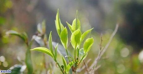 普洱茶苦味重是哪个山的茶：口感解读与产地探究