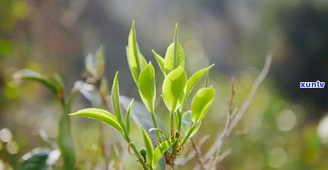 普洱茶苦味重是哪个山的茶：口感解读与产地探究