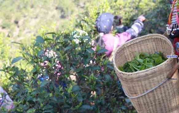 普洱谷花茶的采摘月份是什么时候？