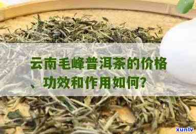 普洱毛尖茶的功效与作用：探寻其独特之处