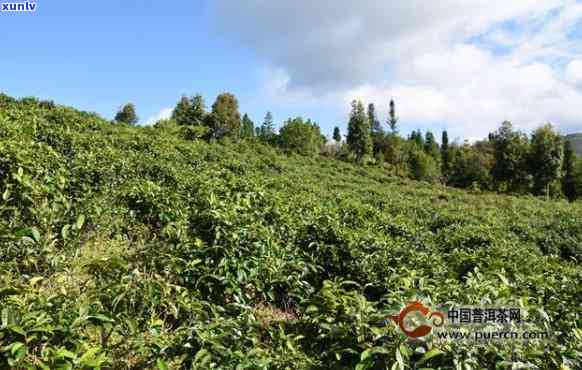 普洱生态茶：融合自然与品味的茶中之王