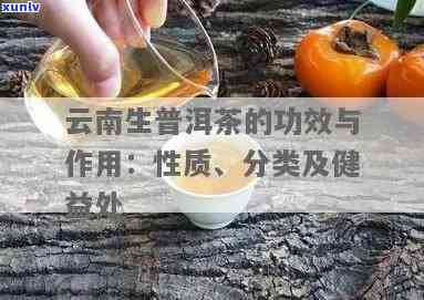 普洱生态茶是什么意思：从云南生态普洱茶到功效与作用的全面解读