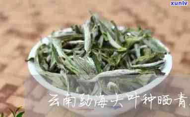 普洱青毛茶价格详情：大叶种茶树的初加工茶叶