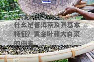 普洱黄金叶茶：独具特色的茶中黄金