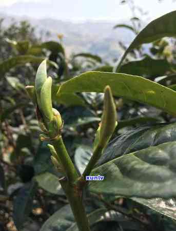 普洱芽尖：探索其独特茶种的魅力