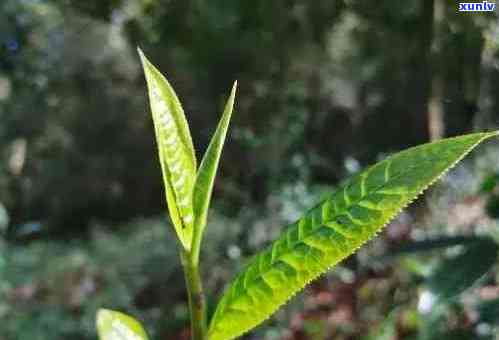 普洱芽尖多少钱一斤？对比普洱茶芽尖与叶，价格及特点分析