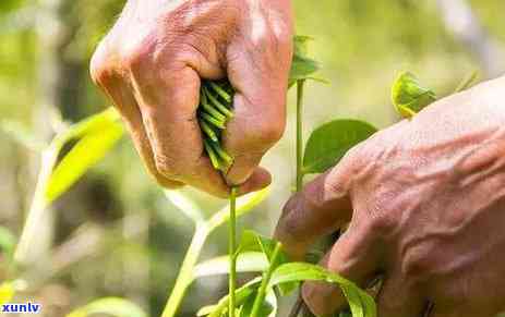 普洱茶芽尖与叶区别：口感品鉴指南