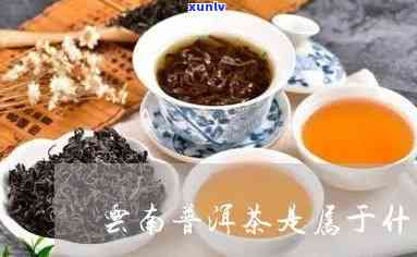 探究普洱茶之源：云南普洱茶属于哪一类茶？