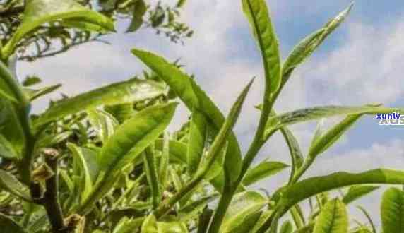 青普洱茶：生茶的独特魅力