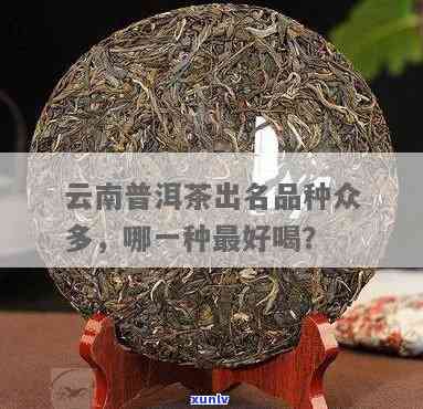 普洱什么茶叶最出名好喝：品种推荐与品味指南