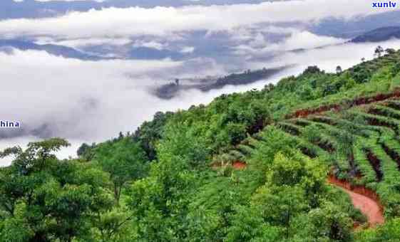 普洱地区有什么茶山出名？探寻普洱市知名茶山一览