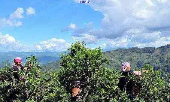 探寻普洱地区美味茶山：品鉴好喝的茶叶圣地