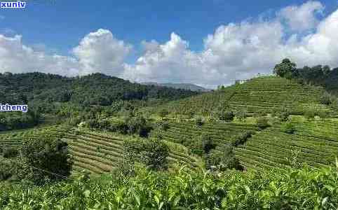 探寻普洱地区美味茶山：品鉴好喝的茶叶圣地