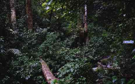 普洱地区有什么茶山名称：揭秘普洱市知名茶山排行