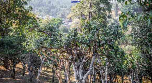 版纳地区著名普洱茶山探秘