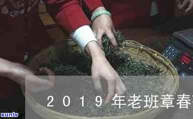 探究老班章2019春茶价格背后的因素