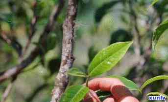 老班章古树茶春茶价格揭秘：品味珍稀茶叶的魅力